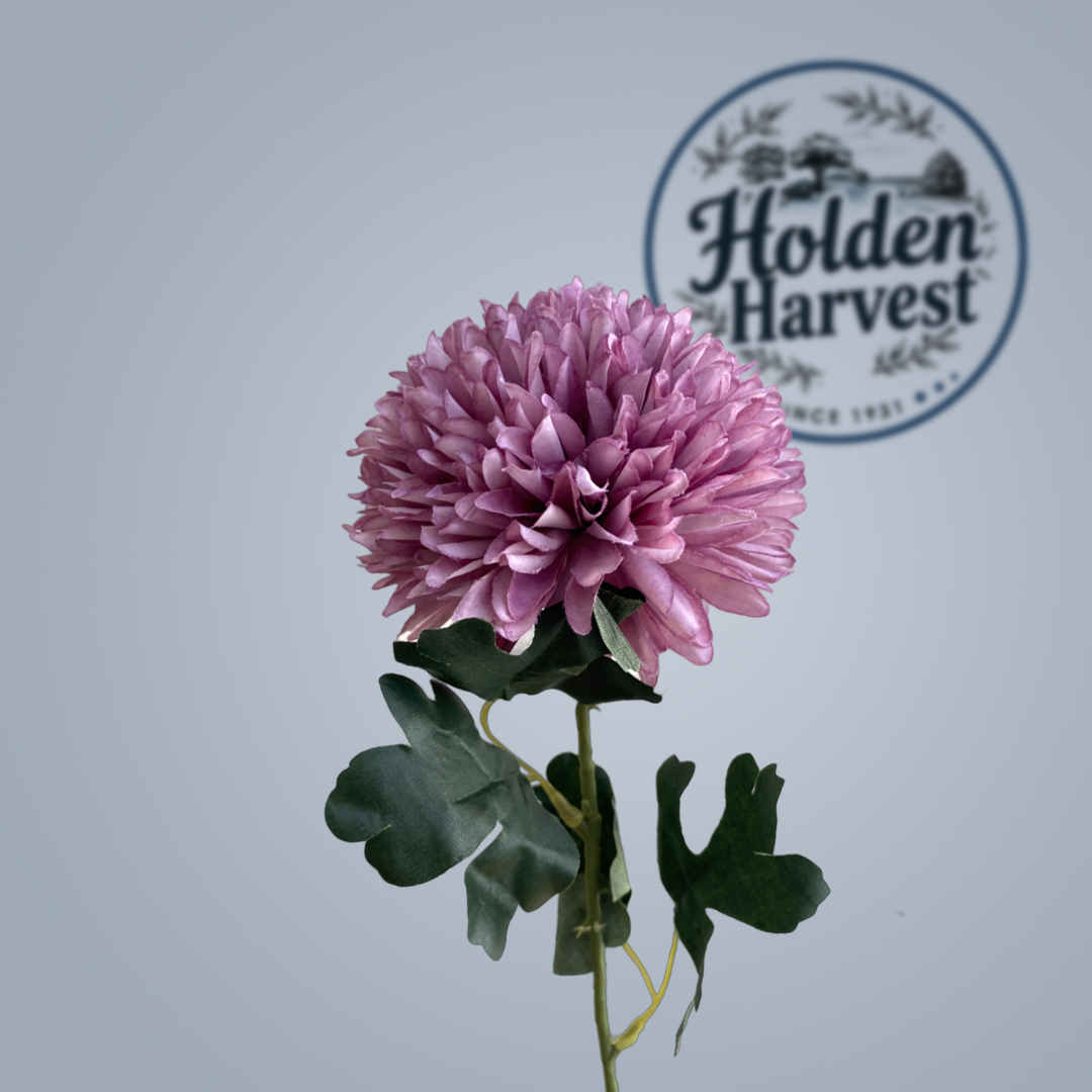 Chrysanthemum-purple